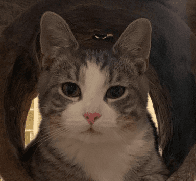 Rascal the cat