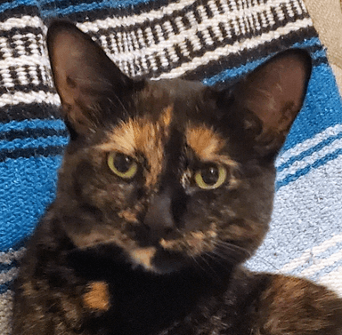 Amber the cat